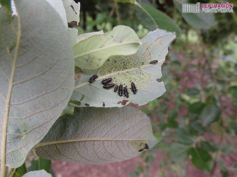 Larvas de crisomelidos en folla de salgueiro.jpg